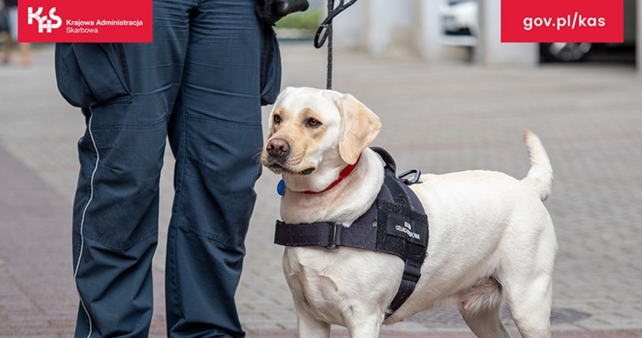 Labradorka Beti pomogła w wykryciu nielegalnego tytoniu