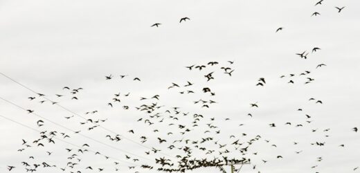 Sceny jak z Hitchcocka. Papugi terroryzują miasto