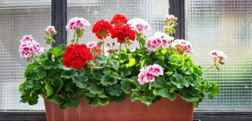 Jak przezimować pelargonię? Stosuj te zasady, a znów będzie królową balkonu