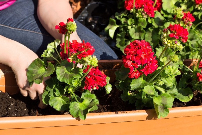 Zrób to przed zimą, a będziesz się cieszył z pięknych i długo kwitnących pelargonii