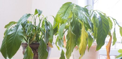 Mimo idealnych warunków twoje rośliny wyglądają marnie? Możesz nieświadomie im szkodzić