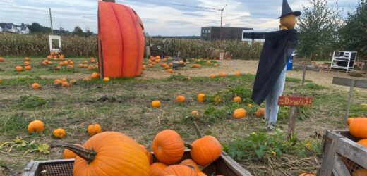 Sezon na dynie w pełni. Moda zza oceanu dotarła pod Kraków
