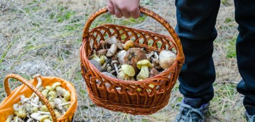 Zobaczyłeś i zostawiłeś? Już nie urośnie. Oto najpopularniejsze przesądy grzybiarzy