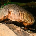 Pancernik włochaty w poznańskim zoo. Poznajcie Agatkę