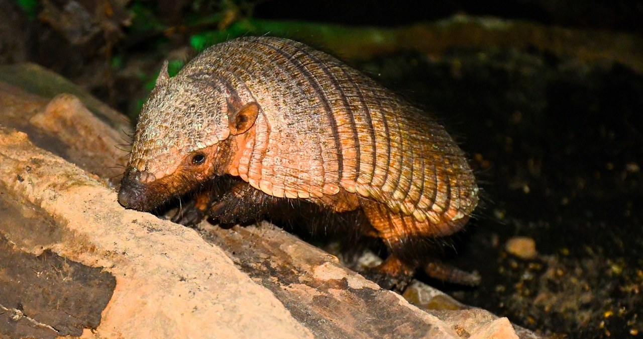 Pancernik włochaty w poznańskim zoo. Poznajcie Agatkę