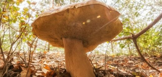 Wybierasz się na grzyby? Lepiej unikaj tych miejsc, jeśli nie chcesz otrzymać mandatu