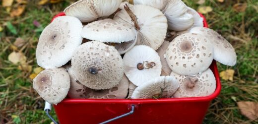 Grzybiarze uwielbiają ten sposób. Tak radzą sobie z nierozwiniętymi kaniami