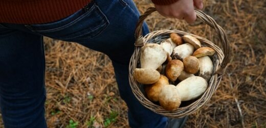 W tych miejscach rośnie najwięcej prawdziwków. Wyjdziesz z lasu z pełnym koszem