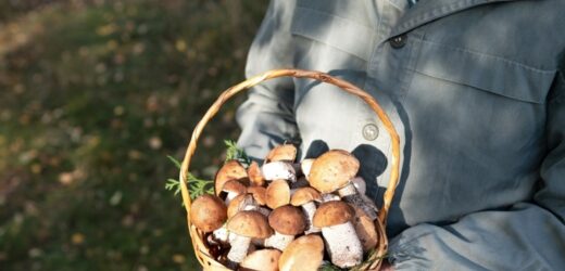 Zignorowali limity. Zapłacą 7000 euro kary za grzybobranie