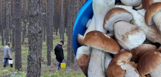 50 borowików w kilka minut. Grzybiarze z Lubuskiego przecierają oczy ze zdziwienia