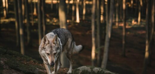 Uwaga wilki! Władze gminy ostrzegają