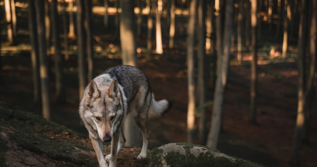 Uwaga wilki! Władze gminy ostrzegają