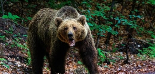 Śmiertelny atak niedźwiedzia podczas grzybobrania