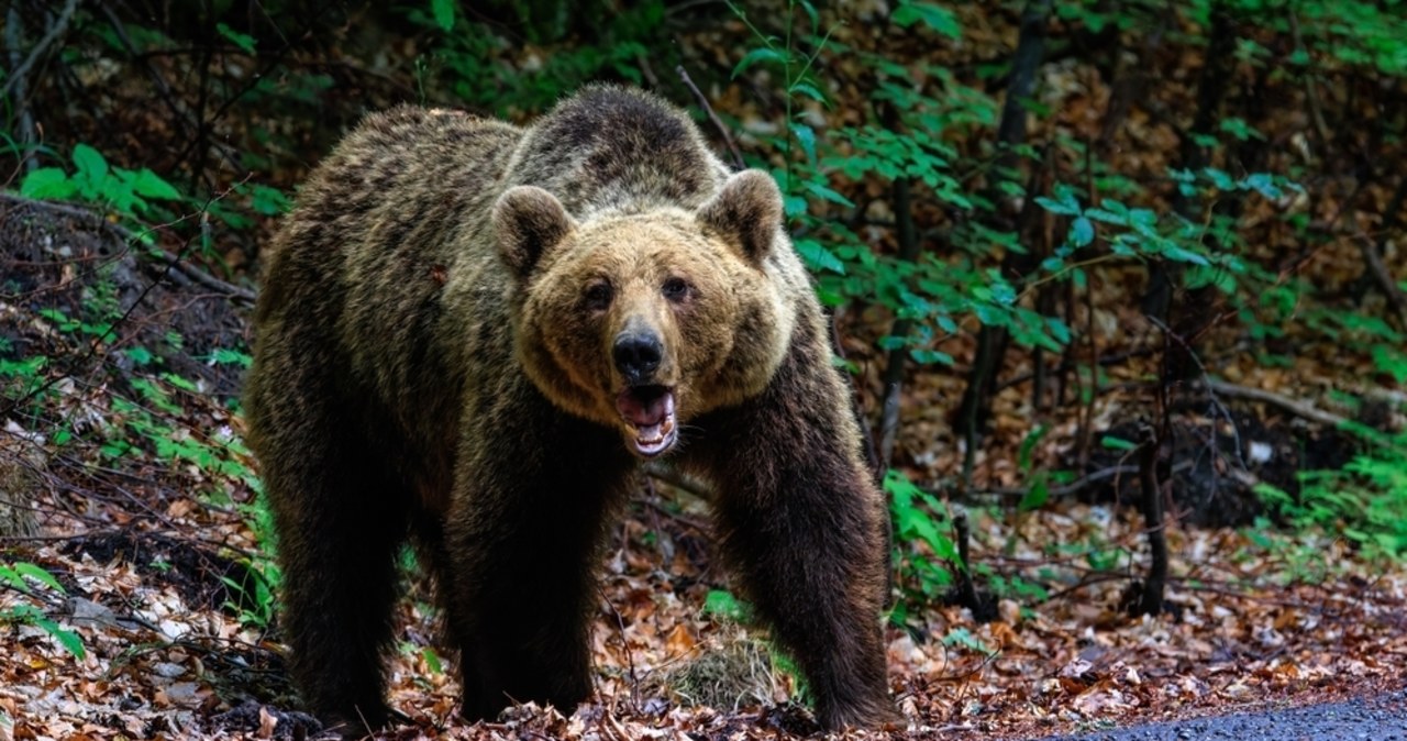 Śmiertelny atak niedźwiedzia podczas grzybobrania