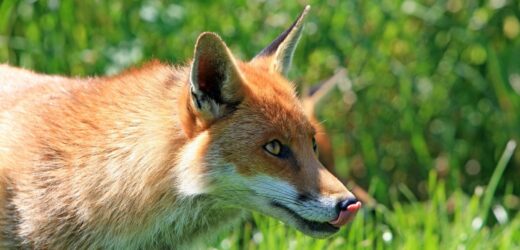 Wścieklizna w Lubelskiem. Wyznaczono obszar zagrożenia