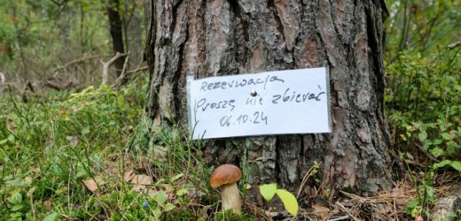 Kto pierwszy, ten lepszy? W lasach pojawiły się rezerwacje na grzyby