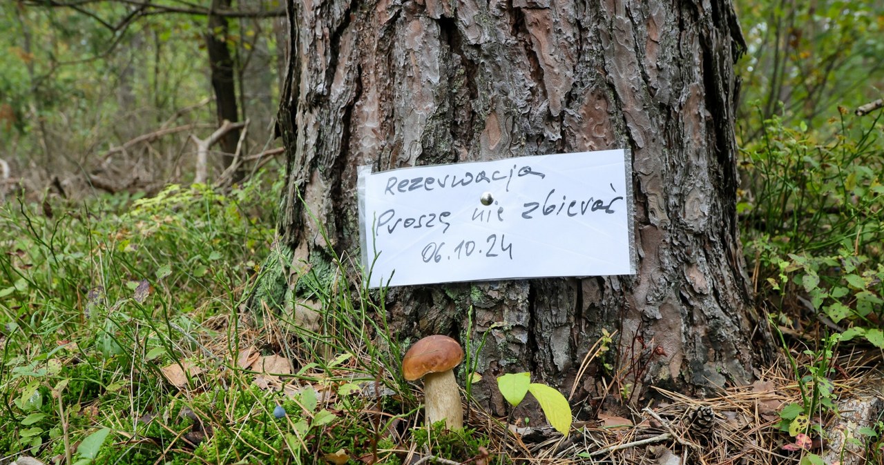 Kto pierwszy, ten lepszy? W lasach pojawiły się rezerwacje na grzyby