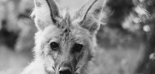 ​Tina, samica wilka grzywiastego, nie żyje. Wzruszające pożegnanie zoo