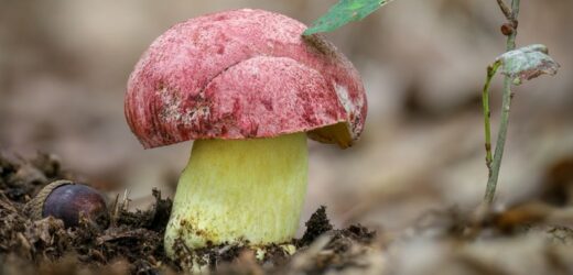 5 tys. zł kary za zerwanie borowika. Oto gdzie rośnie ten rzadki grzyb