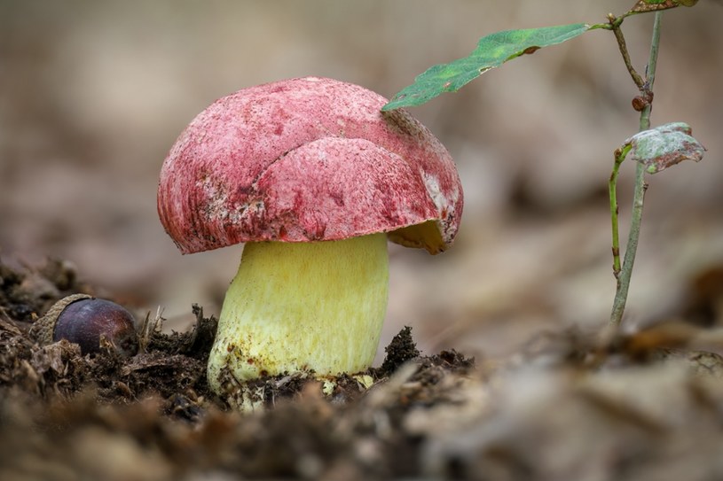 5 tys. zł kary za zerwanie borowika. Oto gdzie rośnie ten rzadki grzyb