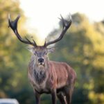 Jelenie przestały bać się ludzi? Zobacz, co stało się w Zakopanem