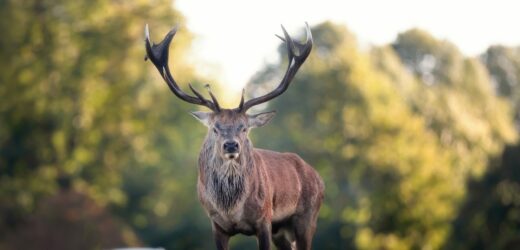 Jelenie przestały bać się ludzi? Zobacz, co stało się w Zakopanem