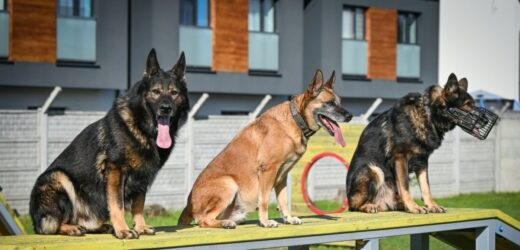 ​Czworonogi z podkarpackiej policji już po egzaminie