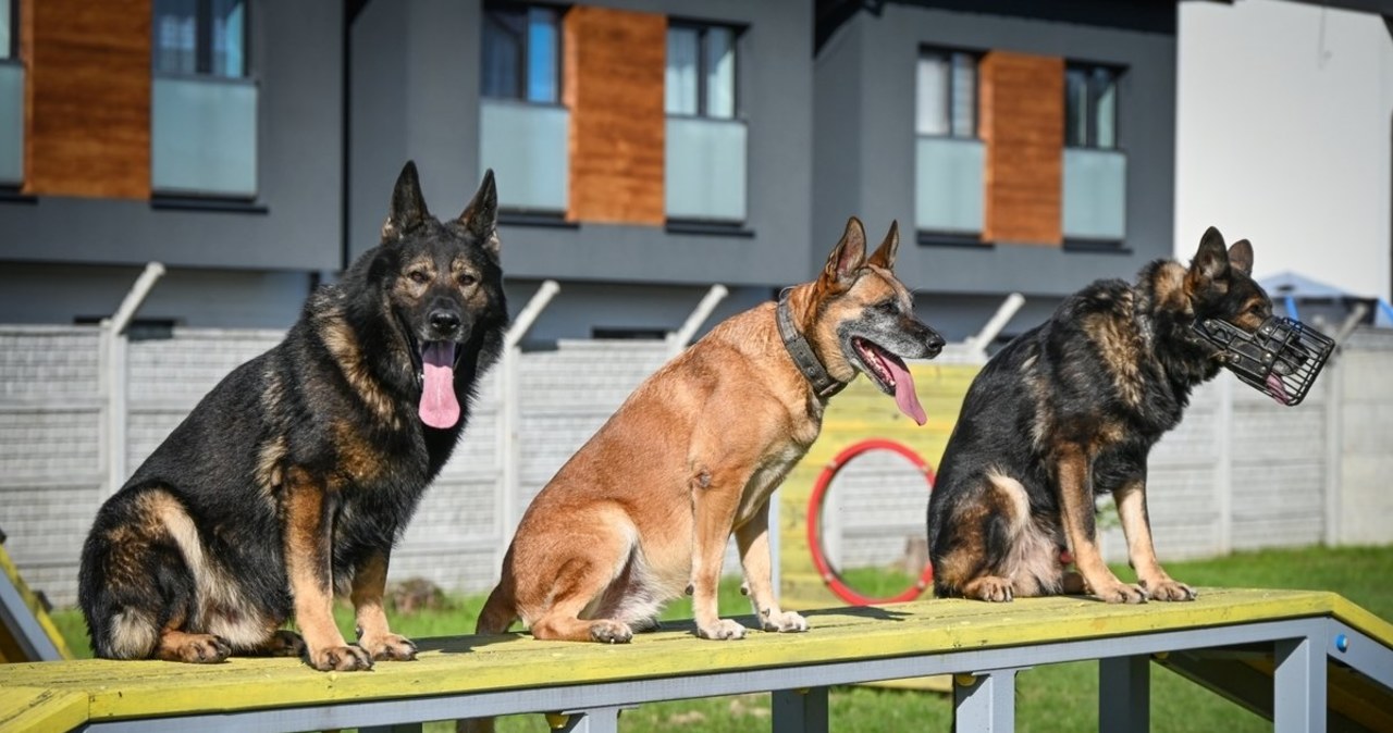 ​Czworonogi z podkarpackiej policji już po egzaminie