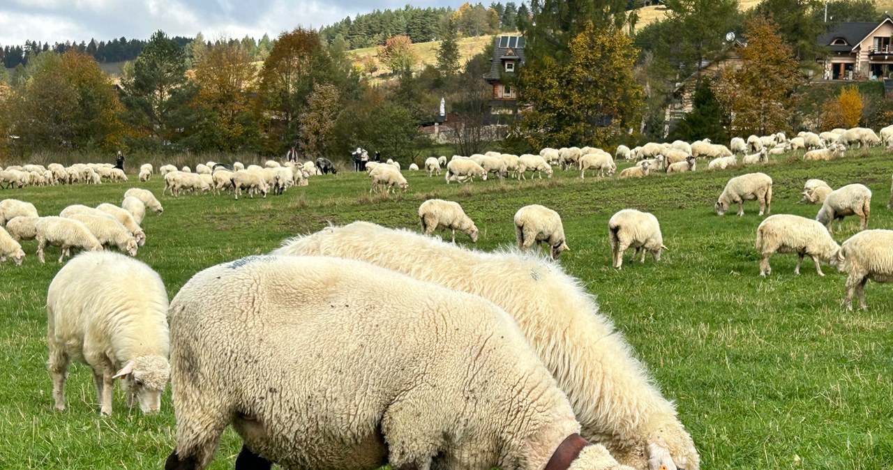 Jesienny redyk w Szczawnicy przyciągnął tłumy turystów