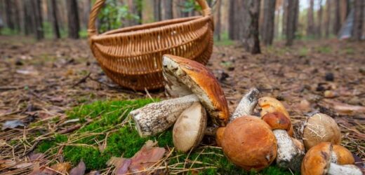 To miało być przyjemne grzybobranie. Efekt? Ponad 5 tys. zł mandatu
