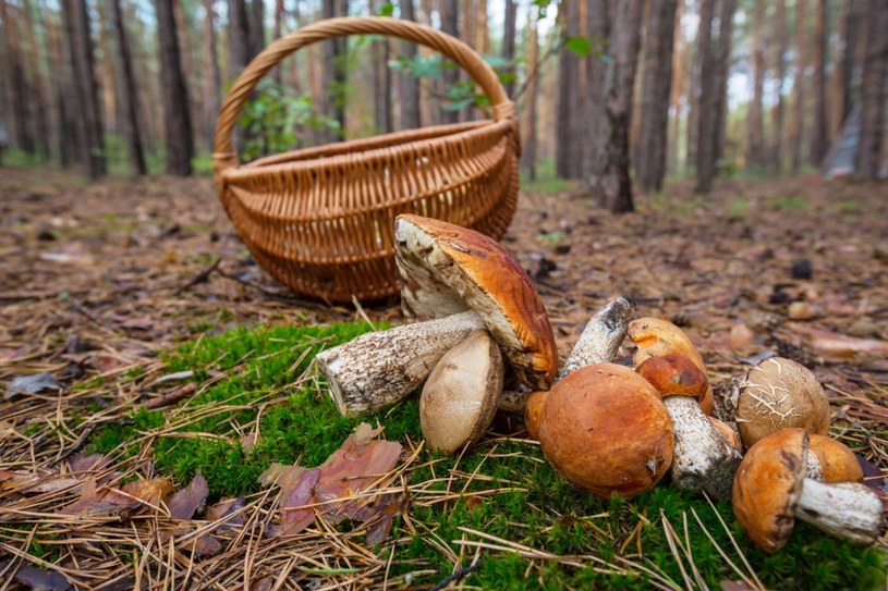 To miało być przyjemne grzybobranie. Efekt? Ponad 5 tys. zł mandatu