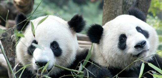„Panda Express” z Chin do Waszyngtonu. Czarno-biali „dyplomaci” w akcji