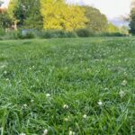 Do pracy zabierz się jeszcze w październiku. Inaczej ogród zarośnie chwastami