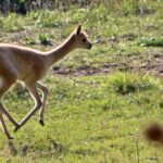 Gdańskie zoo ma nową, uroczą lokatorkę. To samiczka wikunii