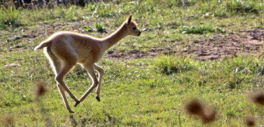 Gdańskie zoo ma nową, uroczą lokatorkę. To samiczka wikunii
