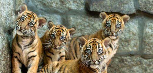Sensacja we wrocławskim zoo. Na świat przyszły cztery tygrysy sumatrzańskie [ZDJĘCIA]
