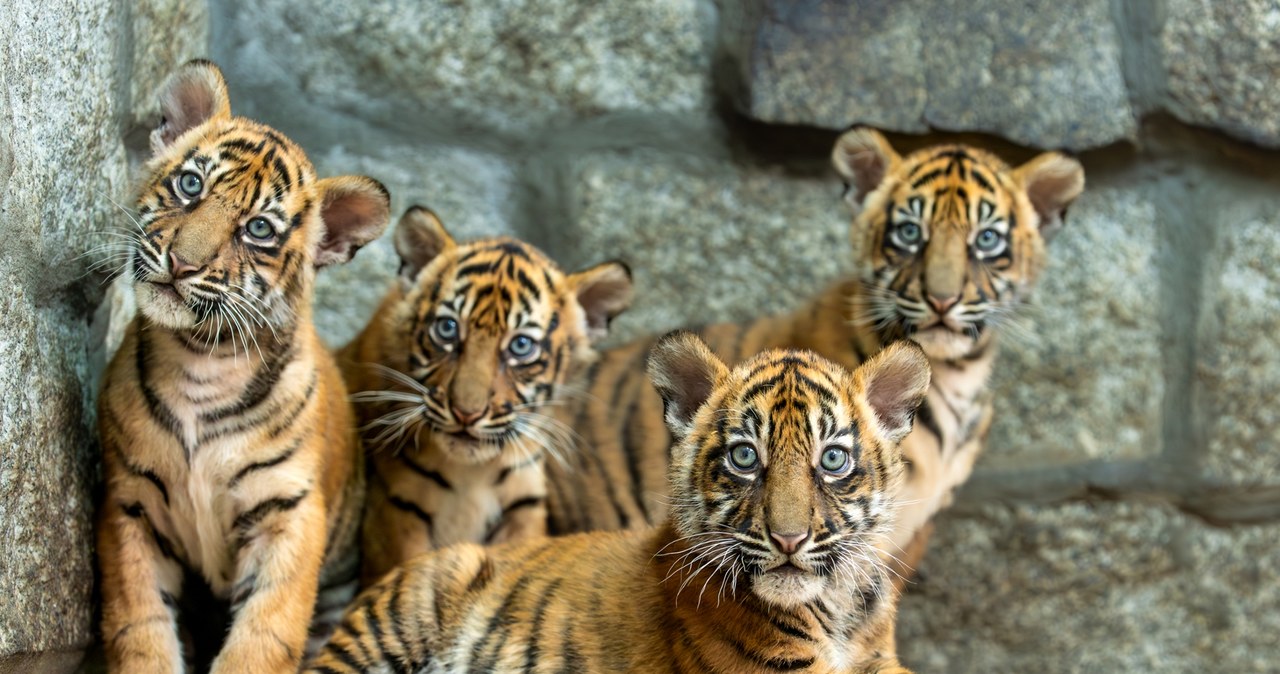 Sensacja we wrocławskim zoo. Na świat przyszły cztery tygrysy sumatrzańskie [ZDJĘCIA]