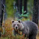 Grzybiarz kontra niedźwiedzica. Dramatyczne chwile w lesie