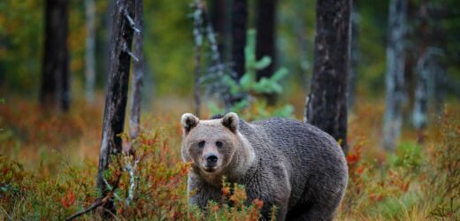 Grzybiarz kontra niedźwiedzica. Dramatyczne chwile w lesie