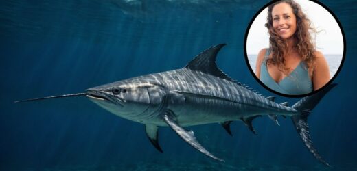 Tragiczna śmierć surferki. Miecznik wbił się jej w klatkę piersiową