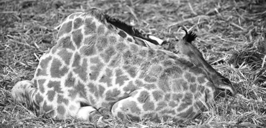 Osiem dni walczyli o życie młodej żyrafy. Smutna informacja z poznańskiego zoo
