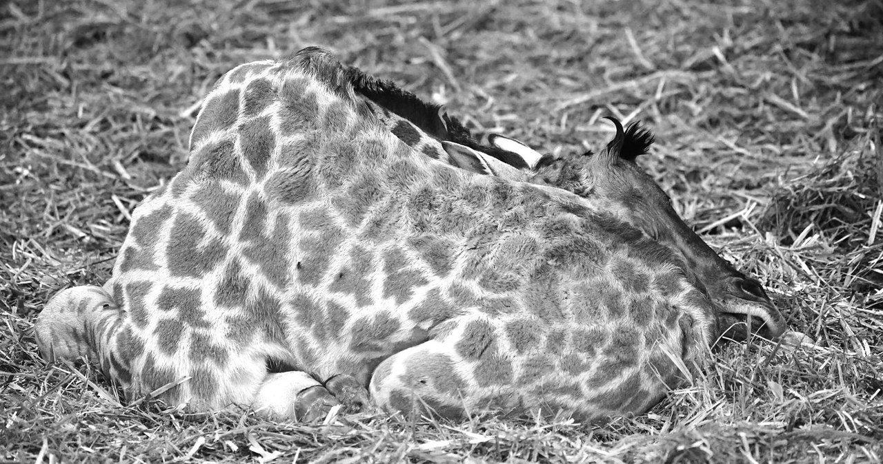 Osiem dni walczyli o życie młodej żyrafy. Smutna informacja z poznańskiego zoo