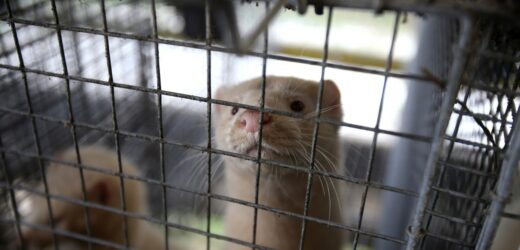Kończą z hodowlą zwierząt na futra. W Polsce się to nie udało