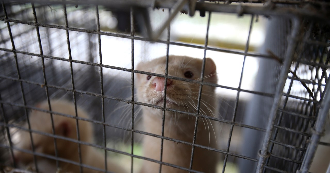 Kończą z hodowlą zwierząt na futra. W Polsce się to nie udało