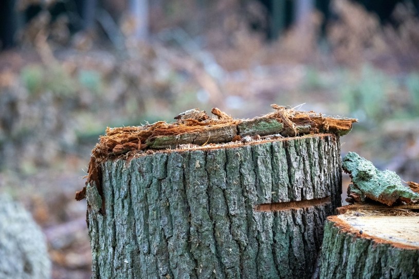 Wyciął drzewa na własnej działce. Musi zapłacić gigantyczną karę. Co za to grozi?