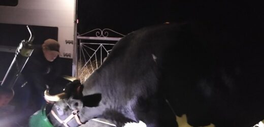Cap i jałówka już nie na utrzymaniu Zakopanego. Zamieszkają… nad morzem 