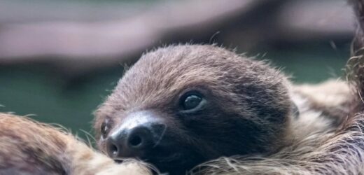 Łódzkie zoo ma nowego mieszkańca. To uroczy leniwiec