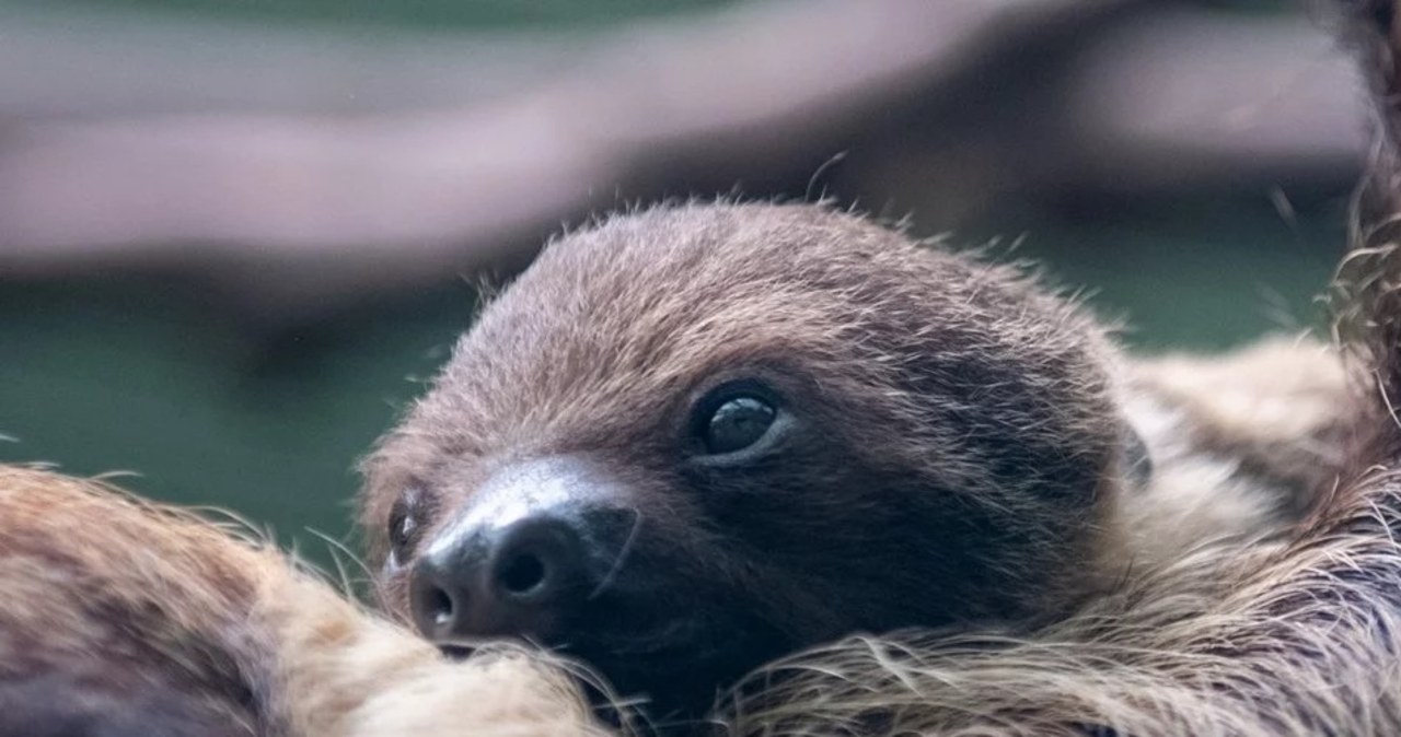 Łódzkie zoo ma nowego mieszkańca. To uroczy leniwiec