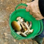 „Grzyby jesieni” pojawiły się już w polskich lasach. W tych miejscach rosną najczęściej