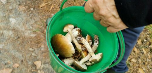 „Grzyby jesieni” pojawiły się już w polskich lasach. W tych miejscach rosną najczęściej